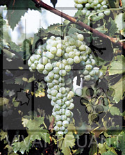 Foto di un grappolo d'uva di Trebbiano Toscano SL 30
